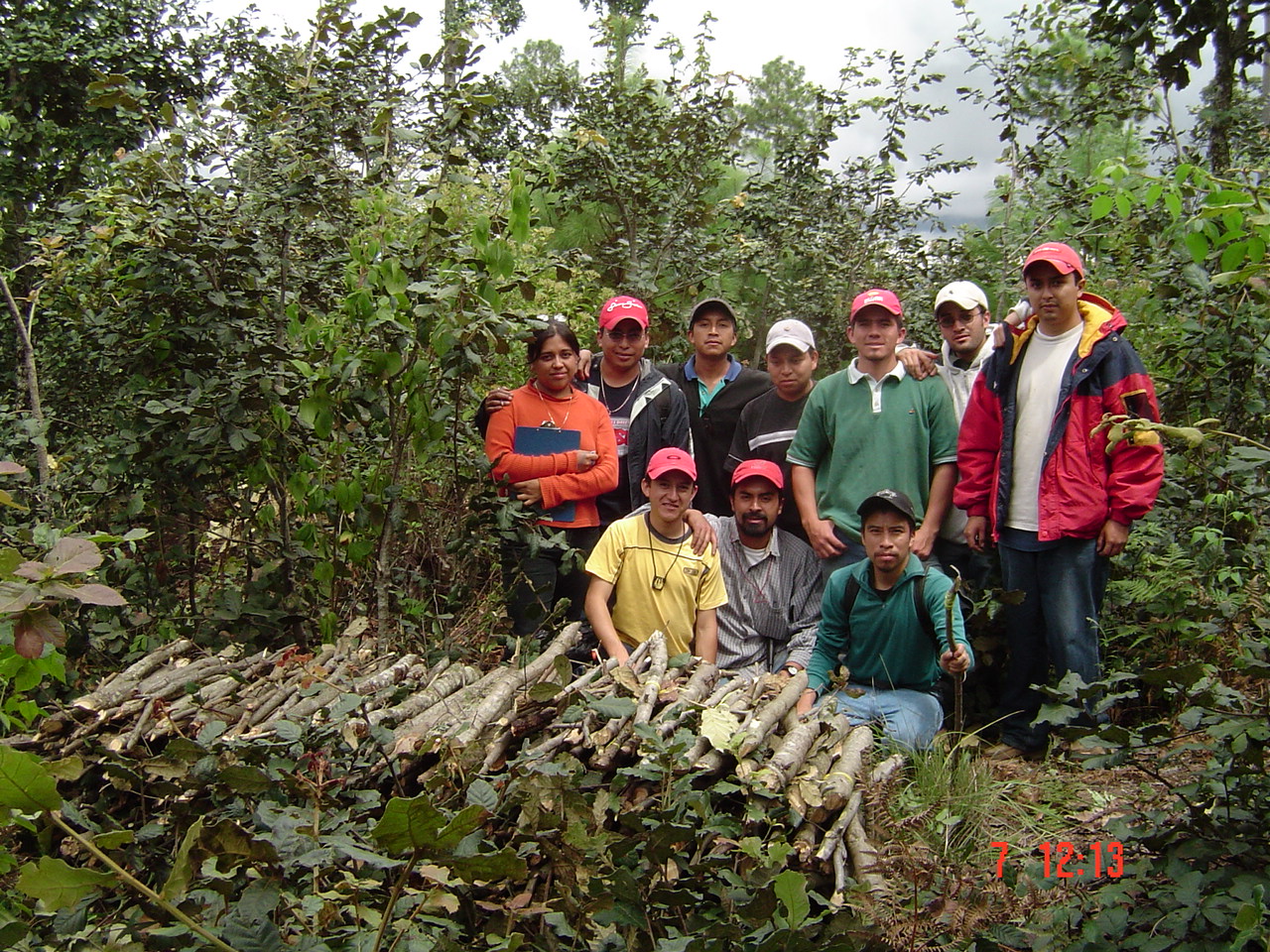 Actividad de manejo de rebrotes de Quercus, en área de Santa María Chiquimula